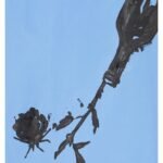 Prada Blue Cotton Pattern Shirt - Image 3